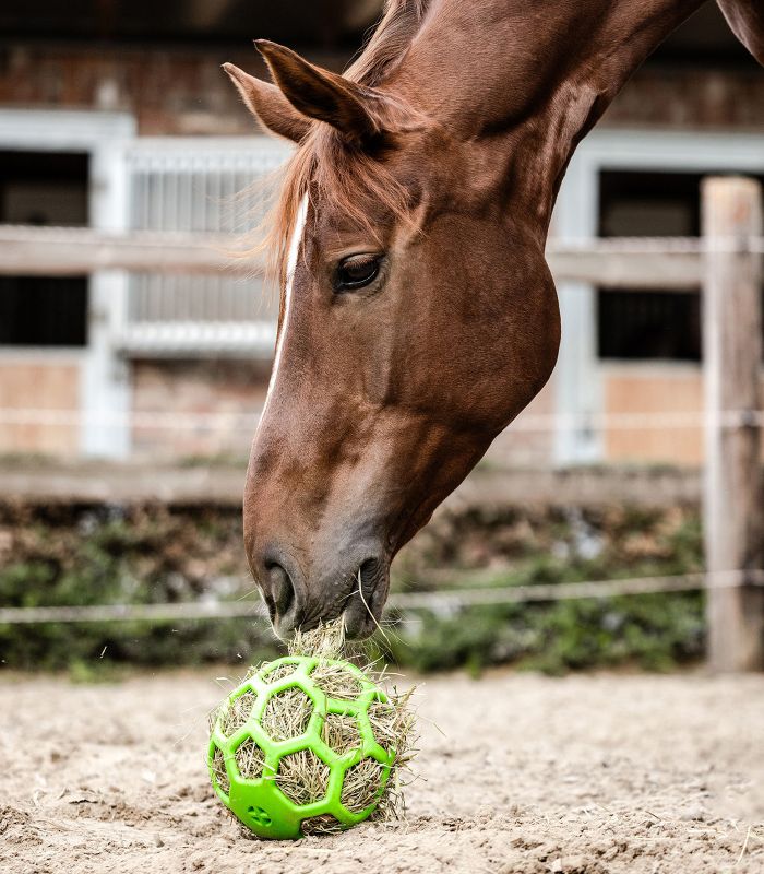 Gioco per cavallo palla di fieno Waldhausen