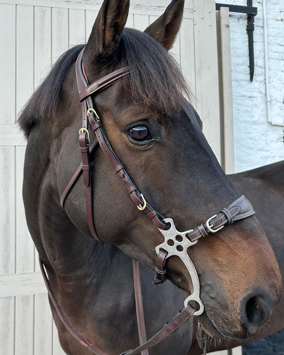 TRUST Hickstead Hackamore testiera MARRONE Full