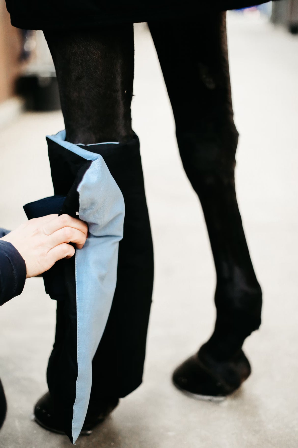 Magnetic Bandage Pads Recuptex set of 2 Kentucky