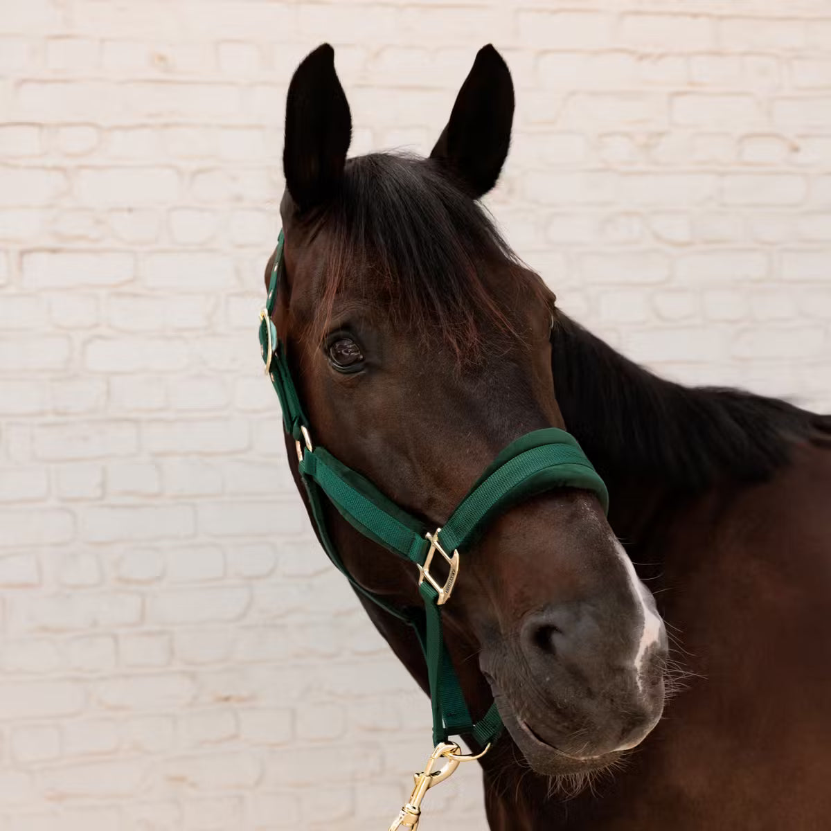 Cavezza in velluto Kentucky verdone full