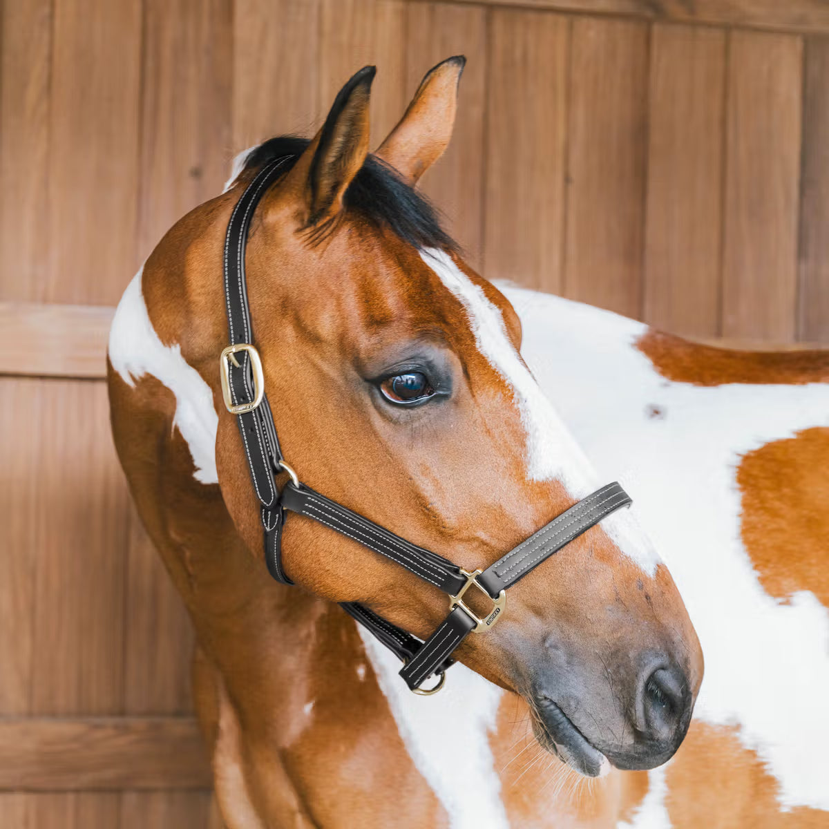 Capezza in cuoio Wellington Kentucky