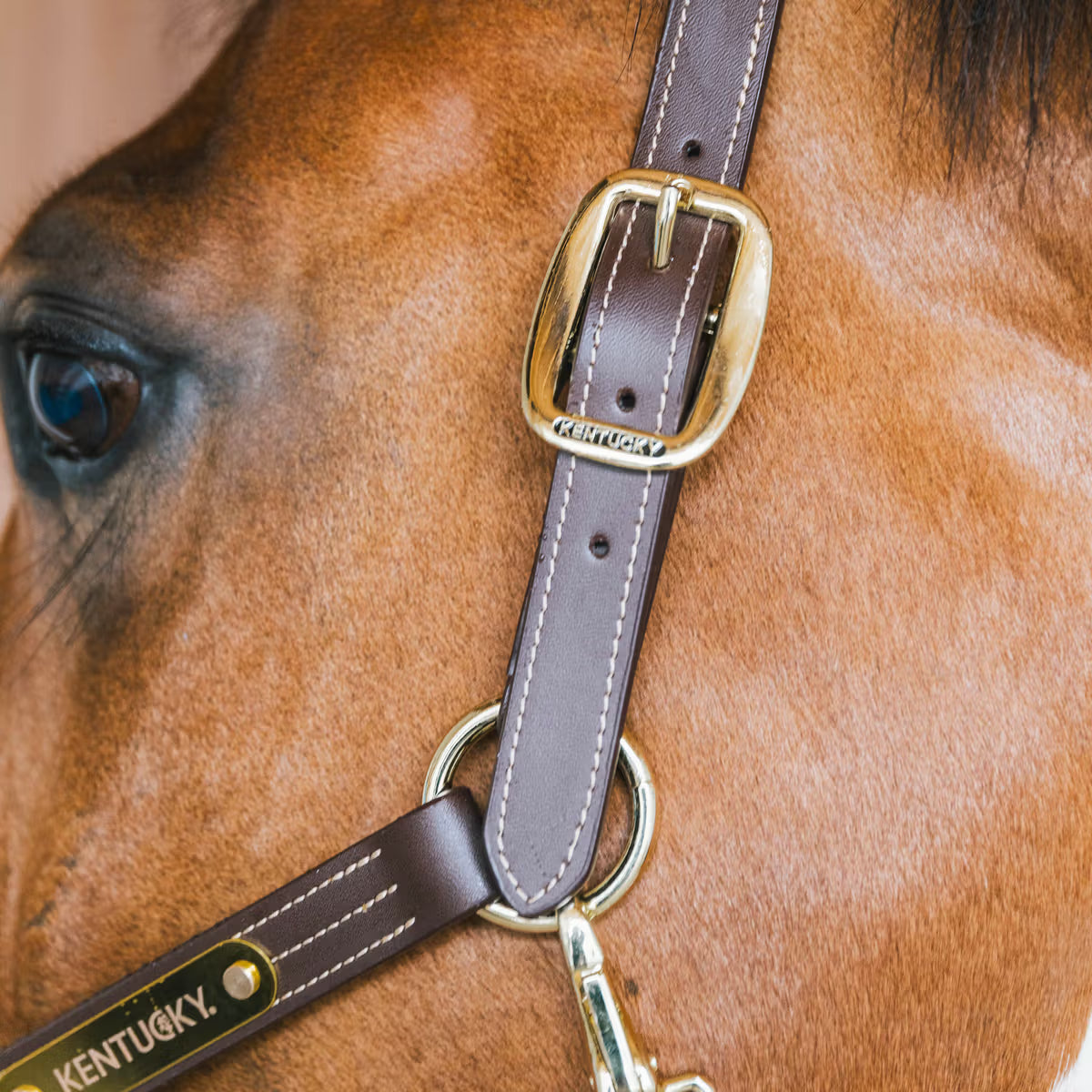 Capezza in cuoio Wellington Kentucky