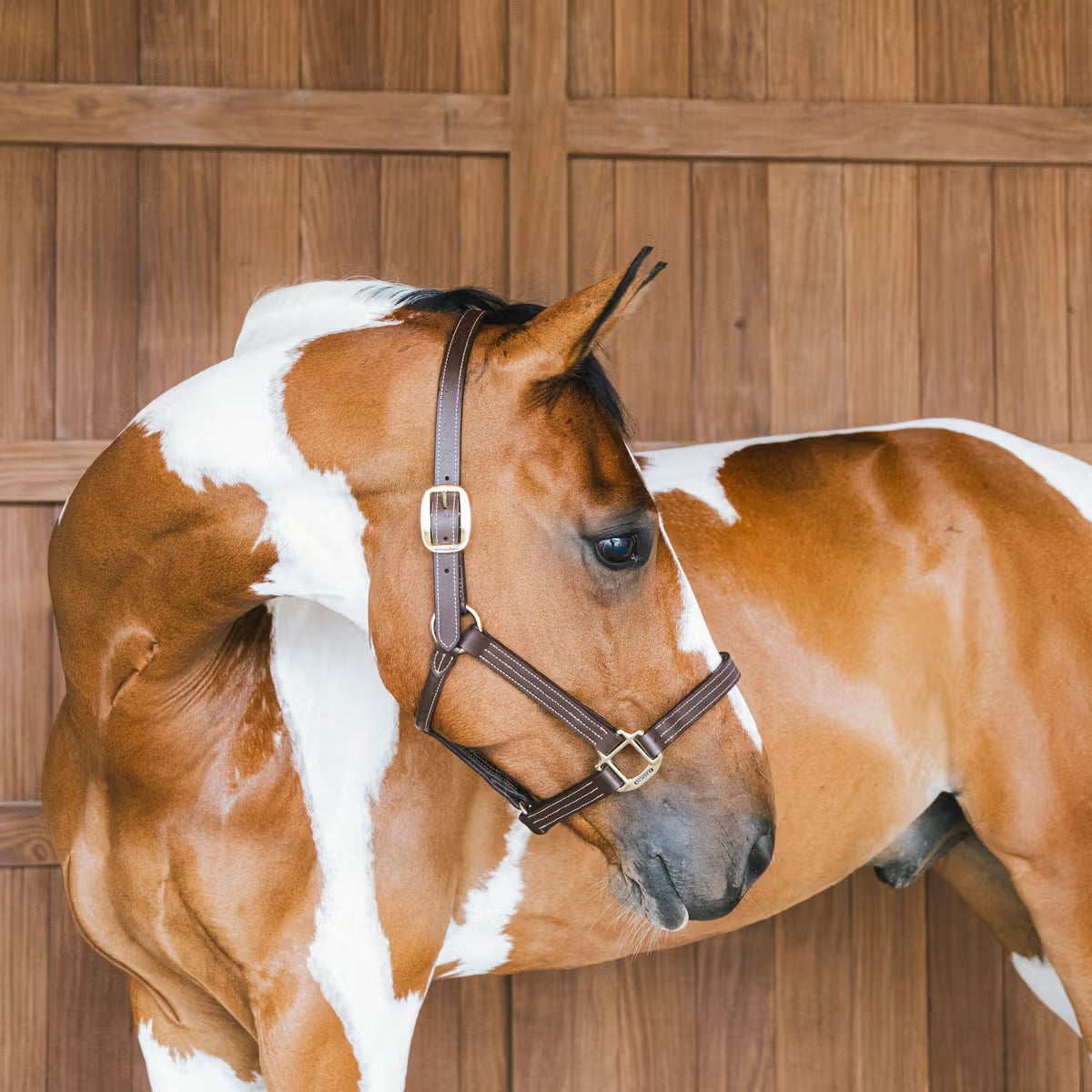 Capezza in cuoio Wellington Kentucky