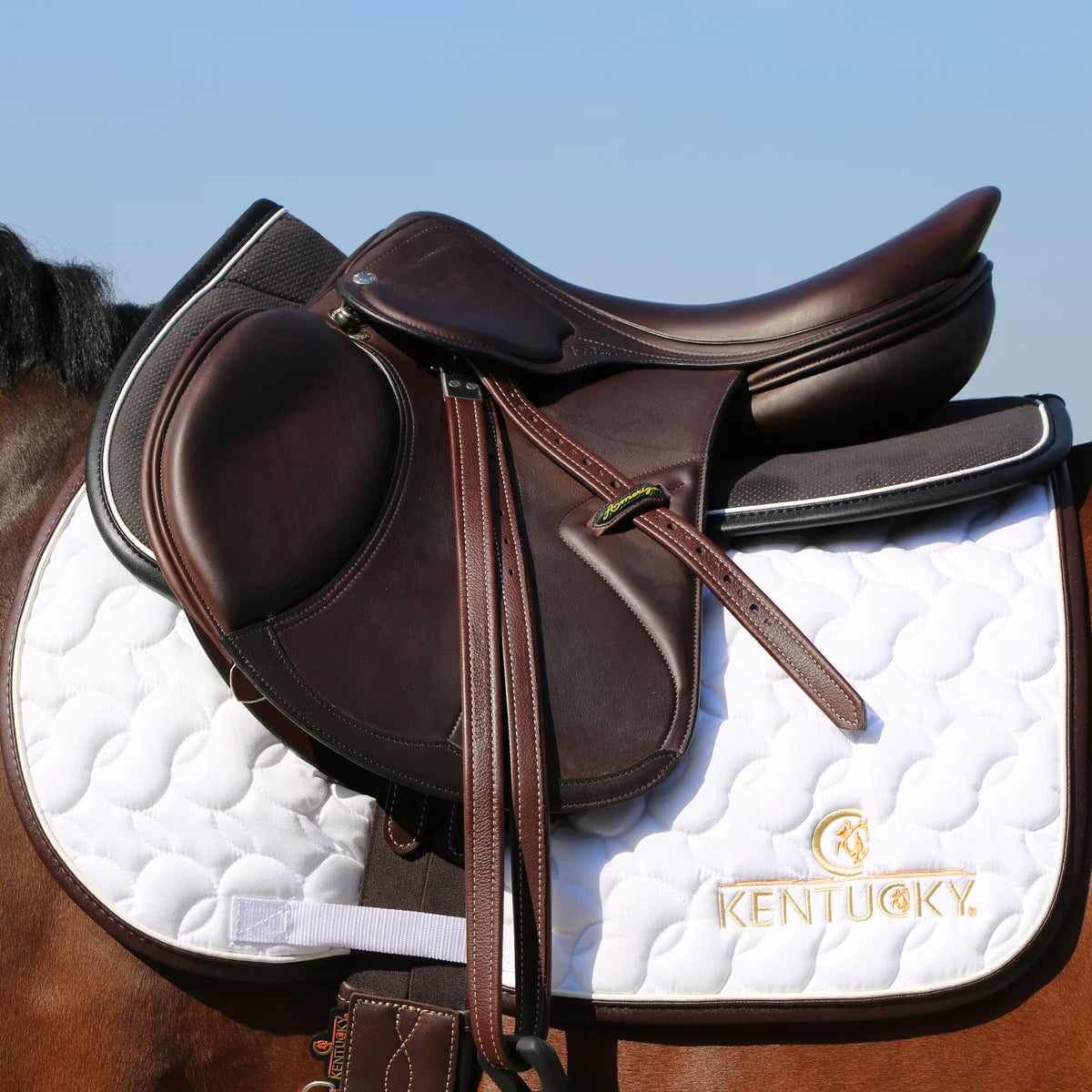 Cuscino Anatomic Absorb Kentucky