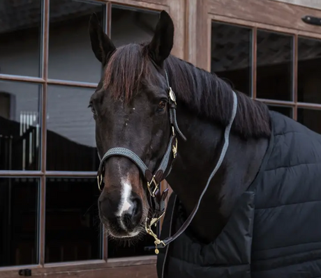 Lunghina da presentazione in nylon trecciato grigio Kentucky