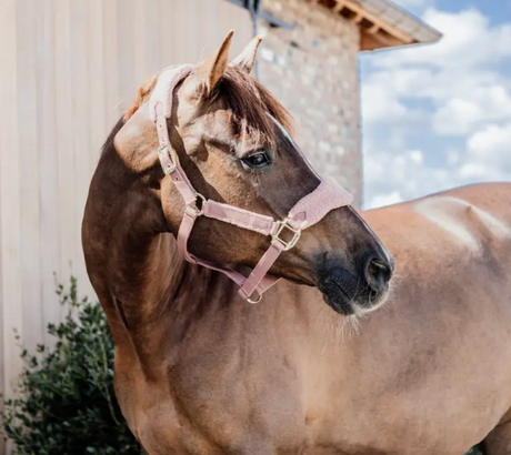 Cavezza Teddy Kentucky rosa