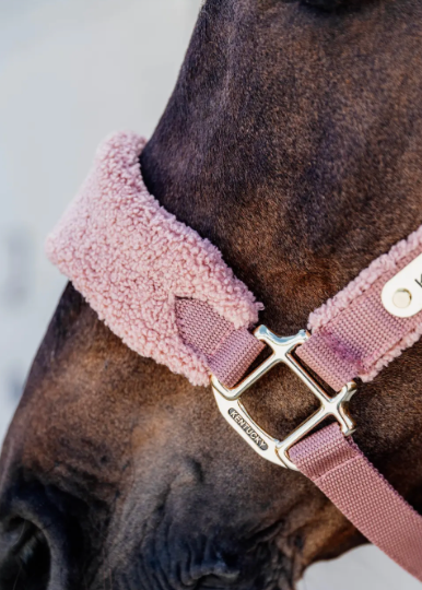 Cavezza Teddy Kentucky rosa