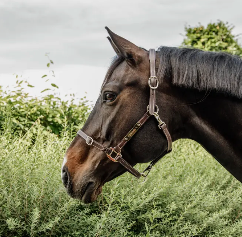 Cavezza Kentucky in cuoio Flexible marrone