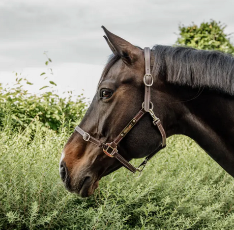 Cavezza Kentucky in cuoio Flexible marrone
