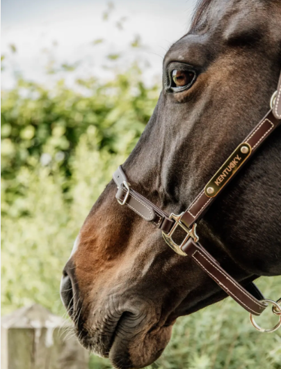 Cavezza Kentucky in cuoio Flexible marrone