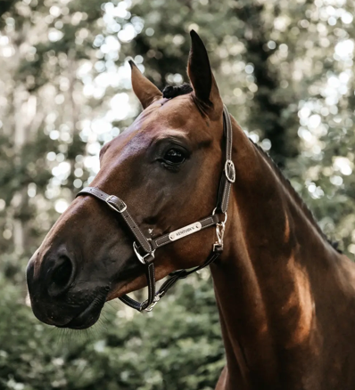 Cavezza Kentucky in cuoio Flexible marrone