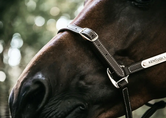 Cavezza Kentucky in cuoio Flexible marrone