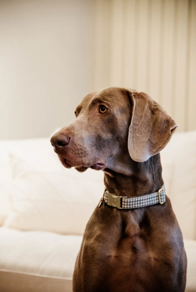 Collare per cani Pied De Poule beige Kentucky