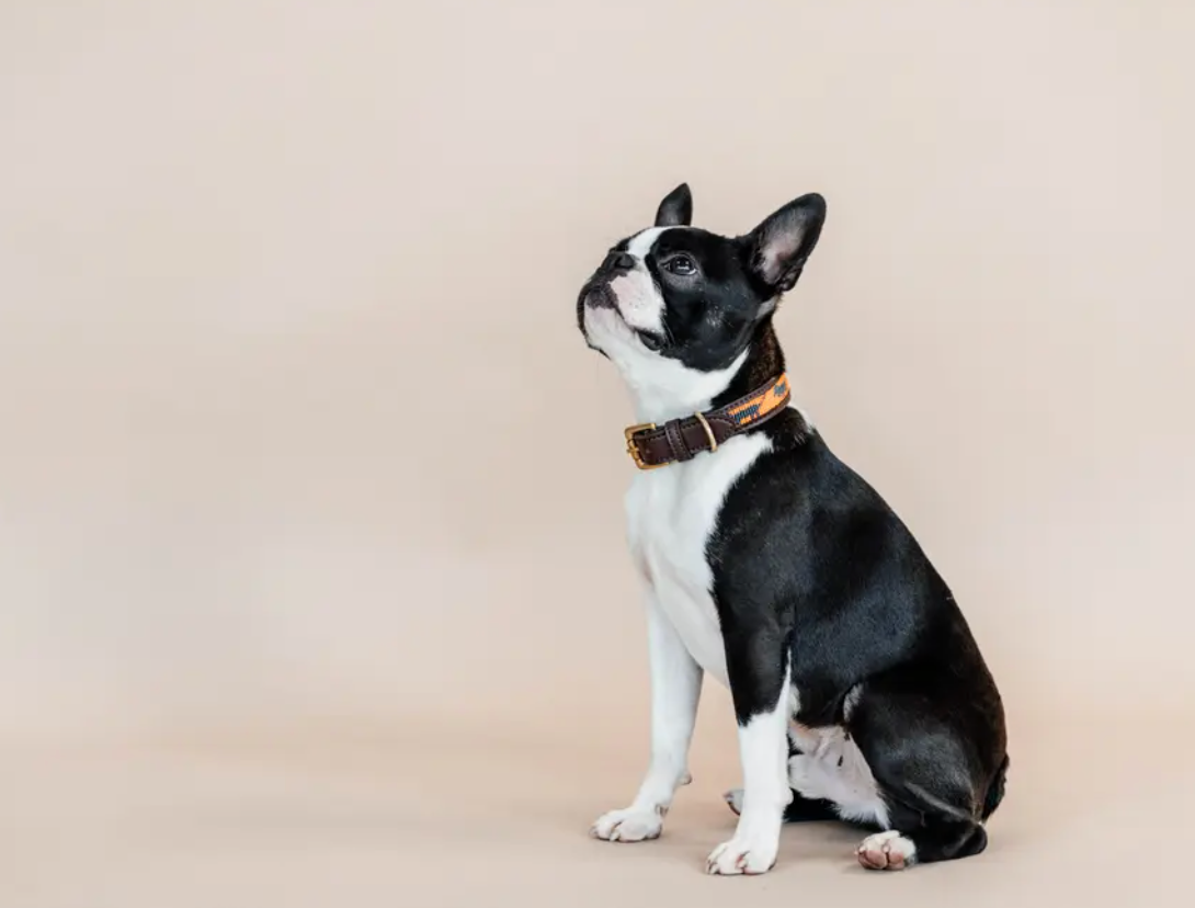 Collare per cani fatto a mano con perle Kentucky