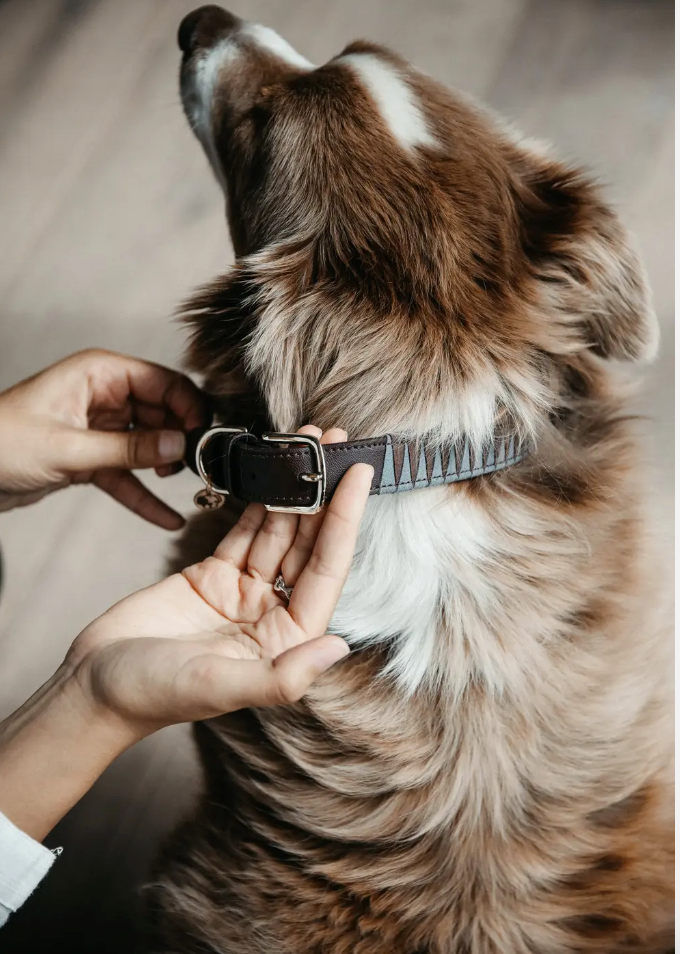 Collare per cane con fantasia triangolo Kentucky