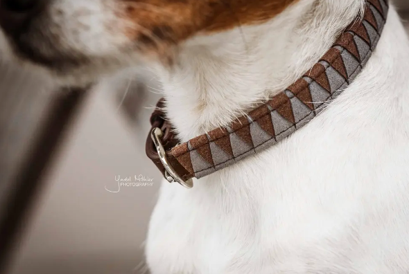 Collare per cane con fantasia triangolo Kentucky