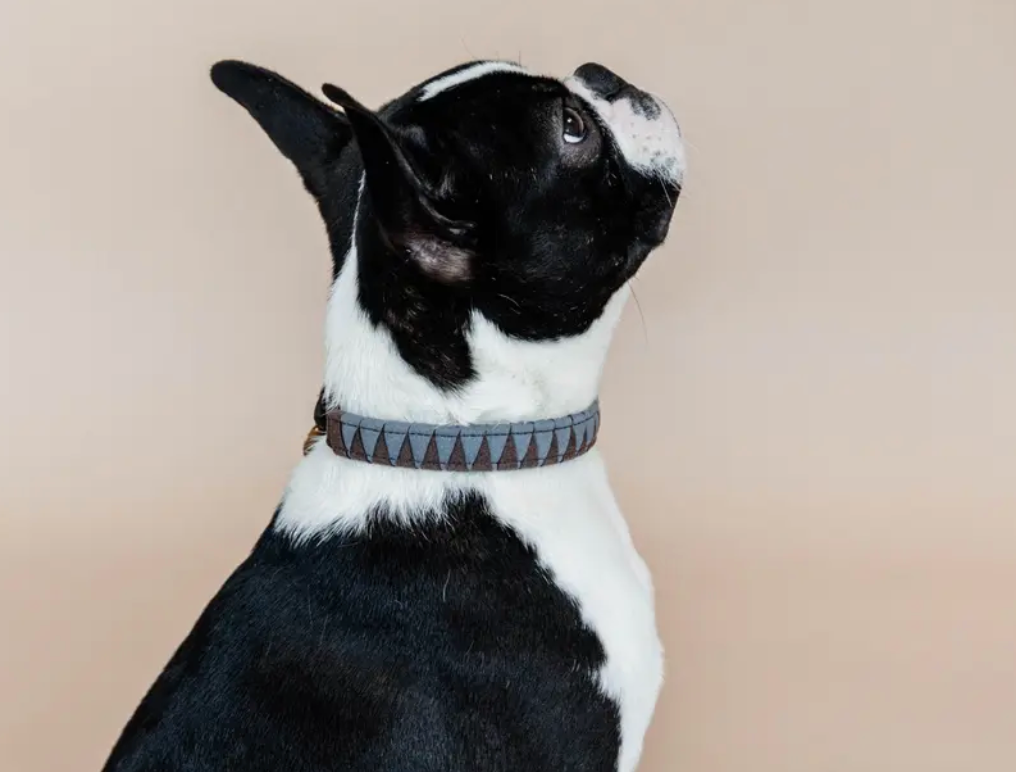 Collare per cane con fantasia triangolo Kentucky