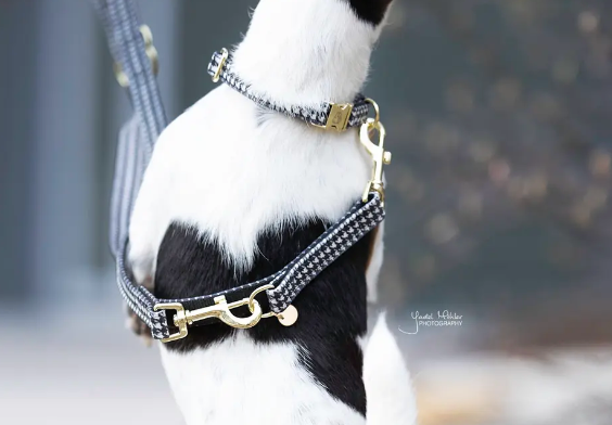 Guinzaglio per cani Pied De Poule Kentucky 2m