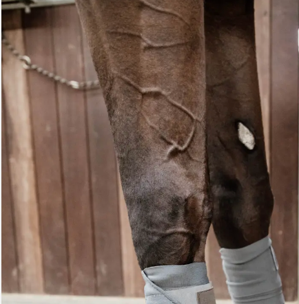 Fasce da lavoro repellenti grigie Kentucky