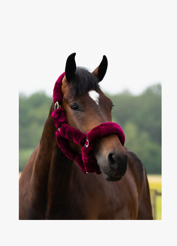 Capezza per cavallo modello Alaska QHP