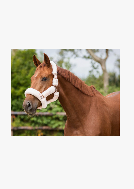 Capezza per cavallo modello Alaska QHP