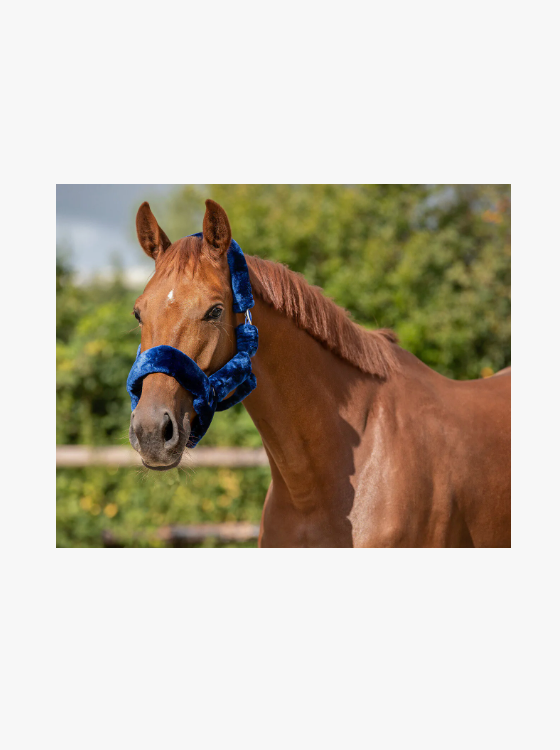 Capezza per cavallo modello Alaska QHP