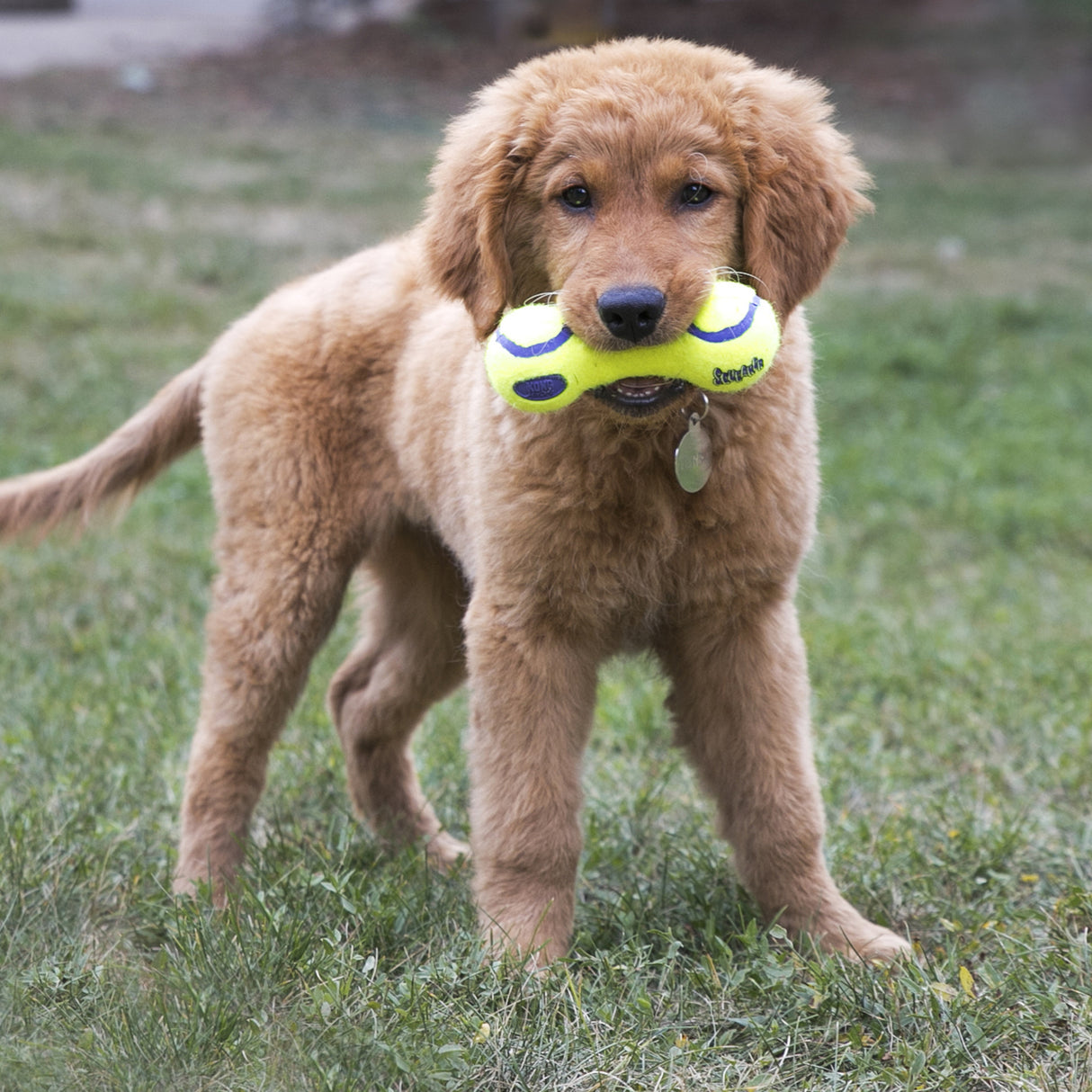 AirDog Squeaker Dumbbell Kong