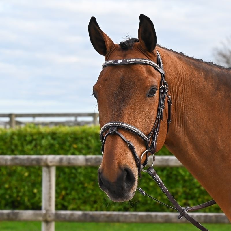 Testiera Clincher Marrone- One Collection Premium Jump'in