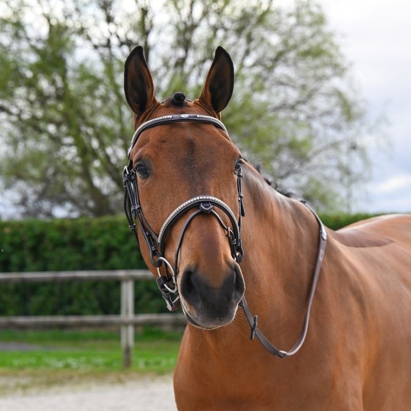 Testiera Clincher Marrone- One Collection Premium Jump'in