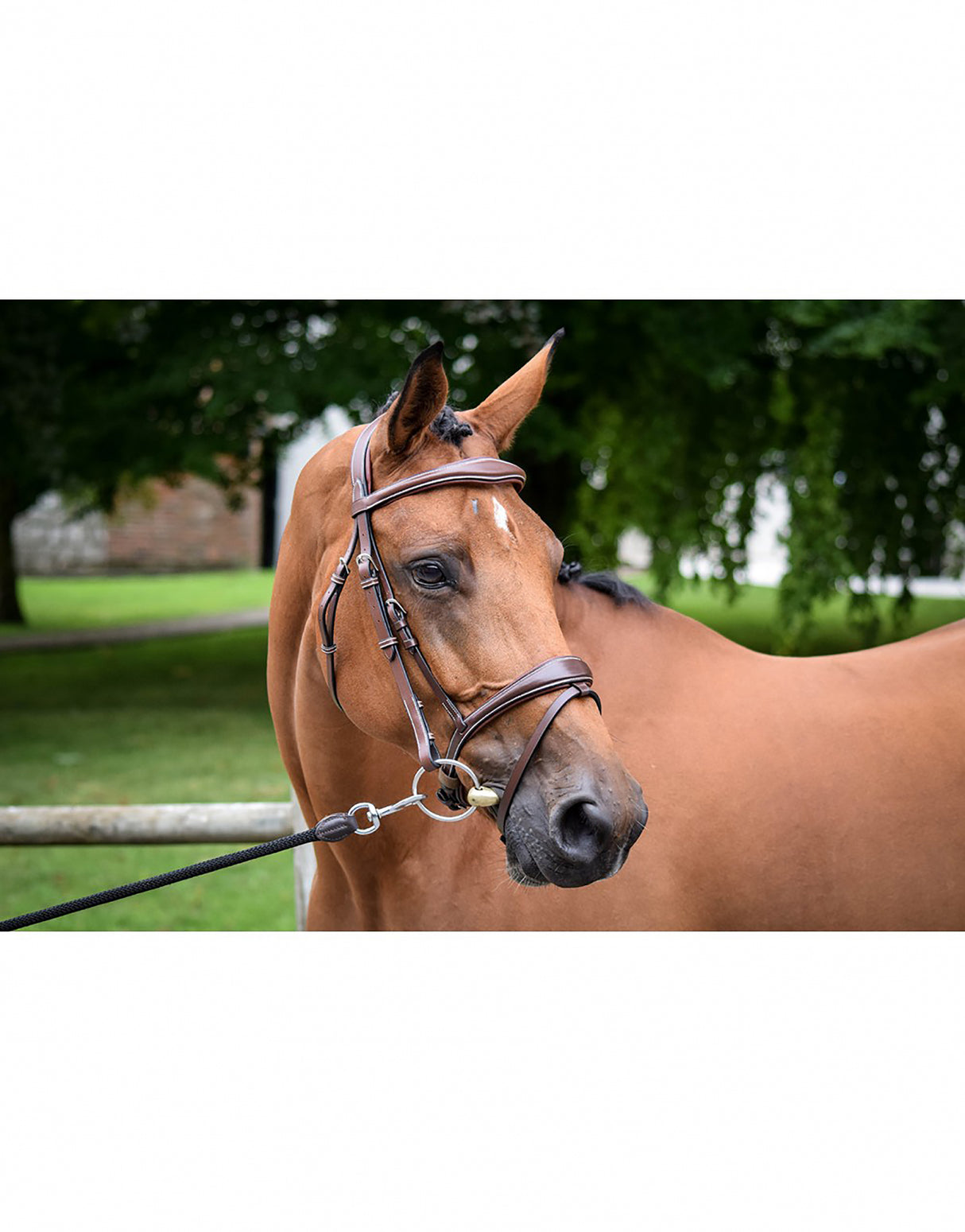 Briglia Jumpin Bruxelles marrone