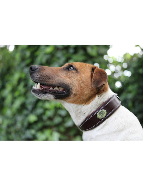 Collare in cuoio per cane Jump'in marrone