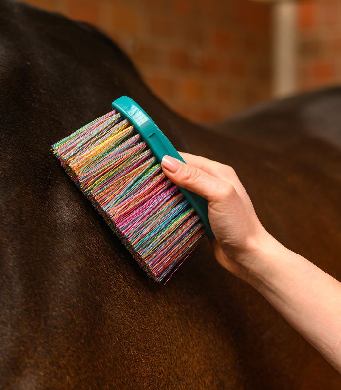 Brusca setole lunghe Rainbow Waldhausen