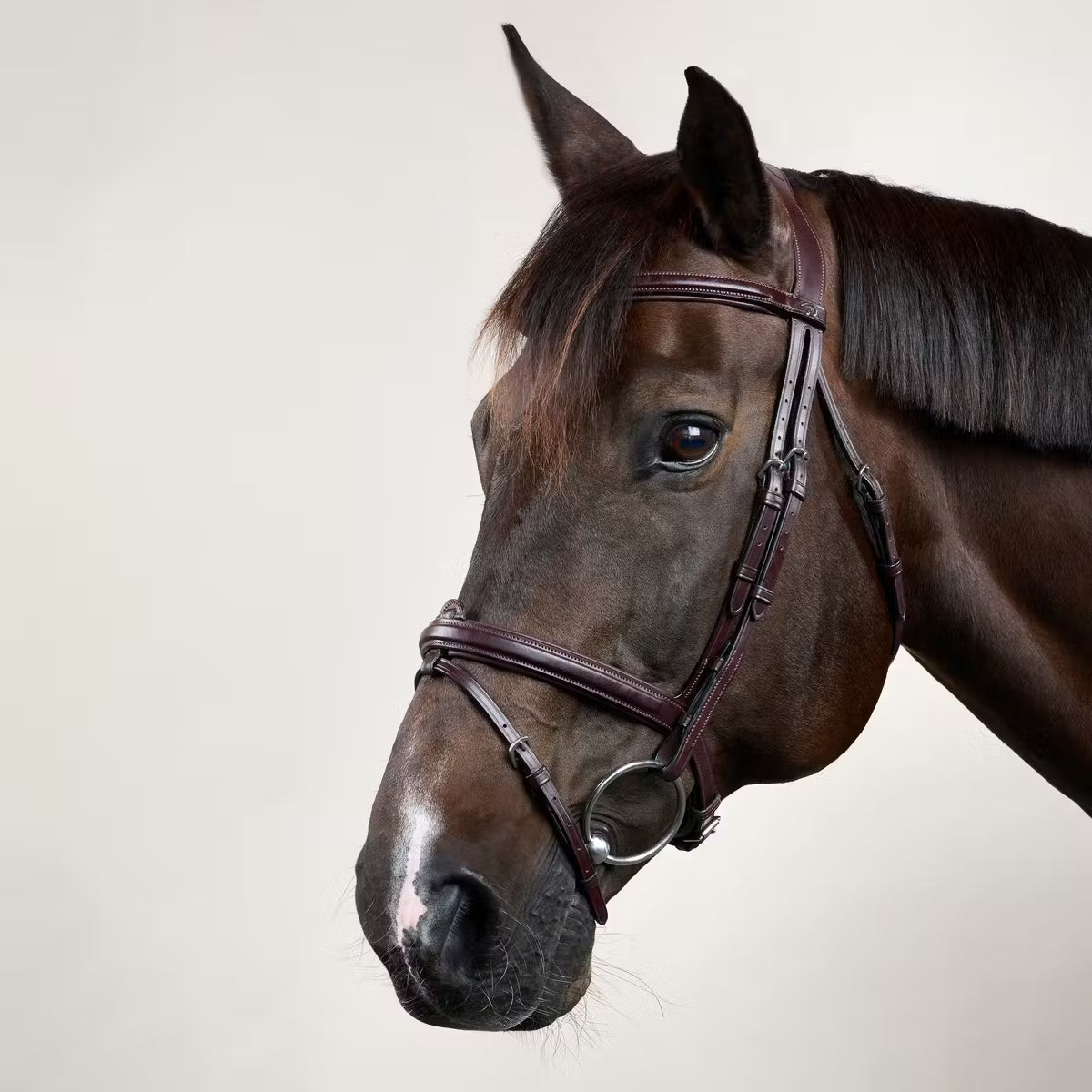 Testiera Flash Dy'On marrone