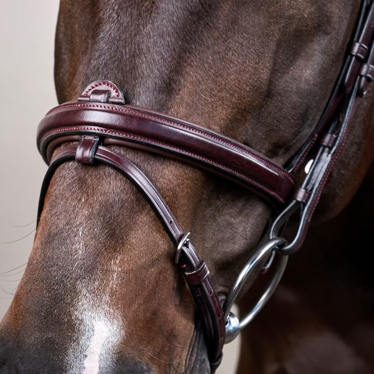 Testiera Flash Dy'On marrone