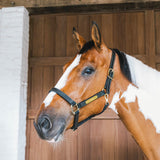 Capezza in cuoio Wellington Kentucky