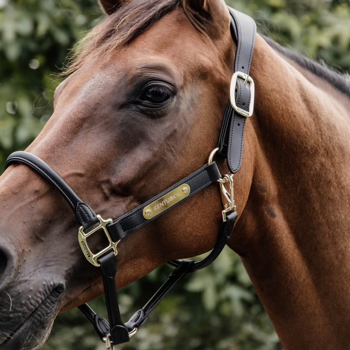 Capezza anatomica in cuoio Kentucky