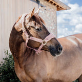 Capezza Teddy Kentucky
