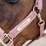 Capezza Teddy Kentucky