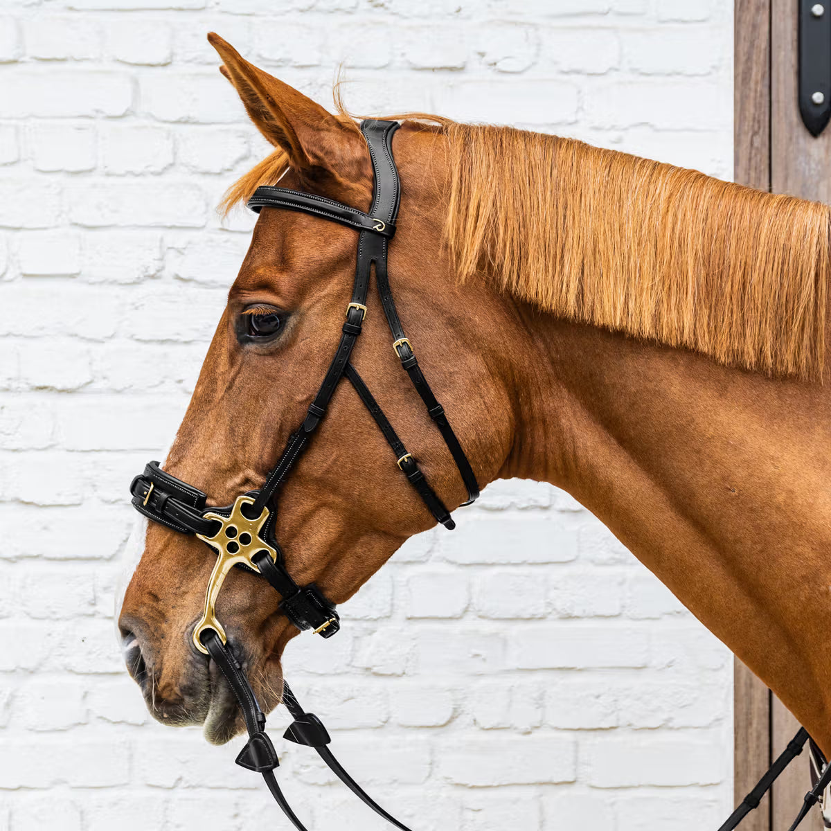 Hackamore Dy'On nero Full