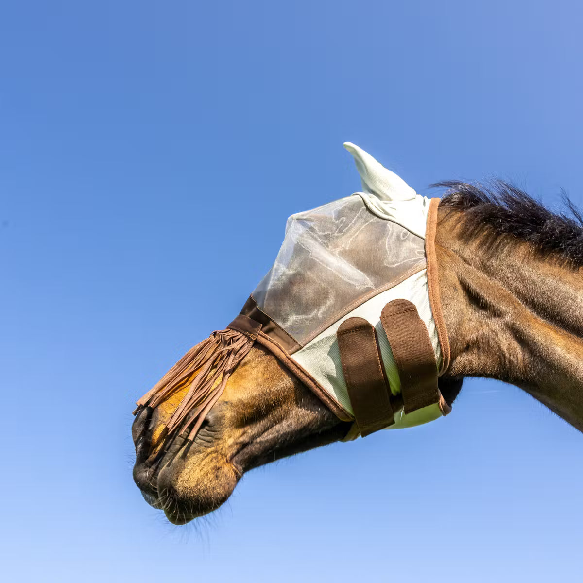 Maschera antimosche classica con orecchie e frange sul naso Kentucky