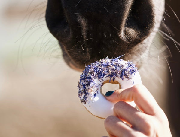 Ciambelle fiordaliso + rosa canina I Set di 2 ciambelle per cavalli con glassa ed erbe aromatiche