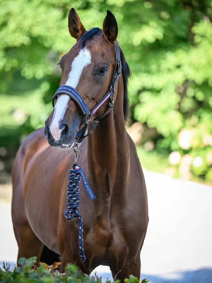 Set capezza e lunghina YALE Tommy Hilfiger