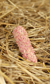 Biscotto per cavallo con glassa ed erbe aromatiche Candy Horse