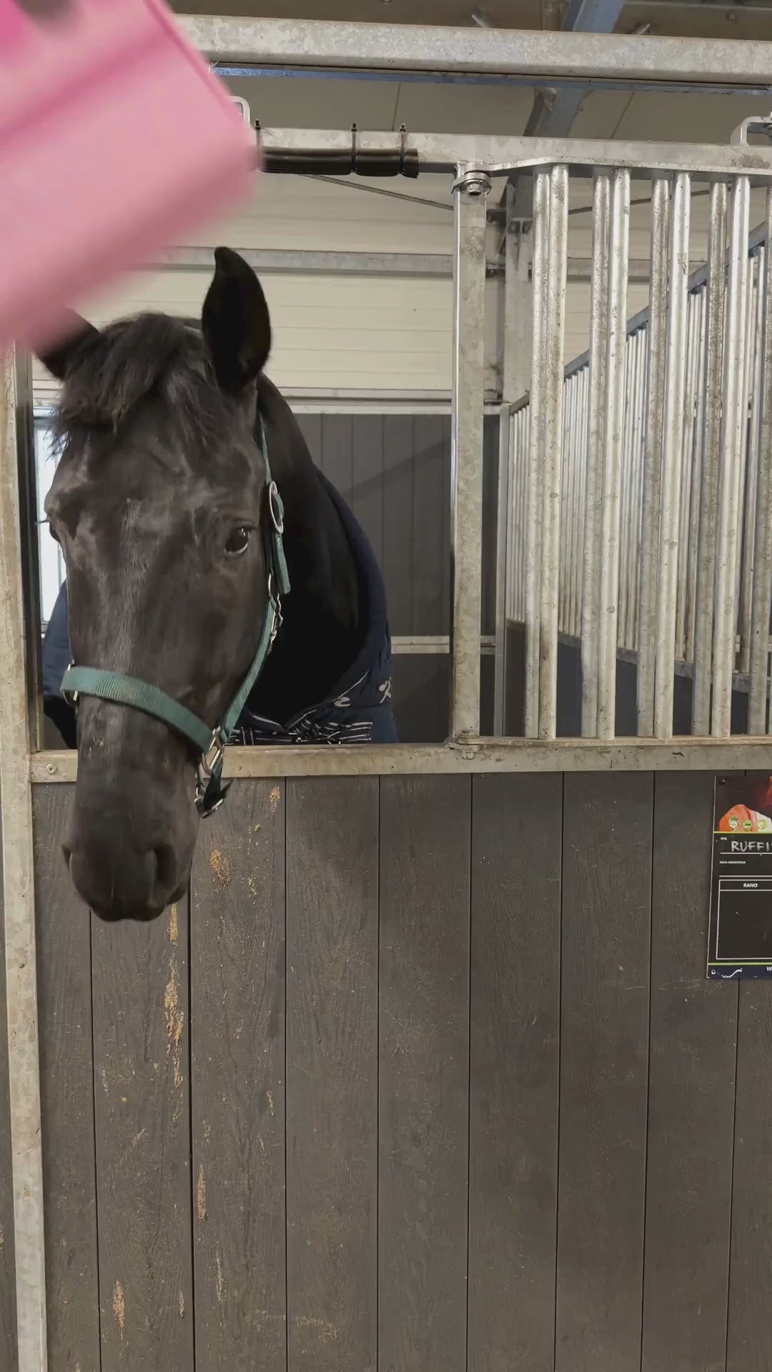 SAN VALENTINO <3 - Bastoncini di ghiaccio in edizione limitata I 6 bastoncini di gelato a forma di cavallo decorati con glassa reale