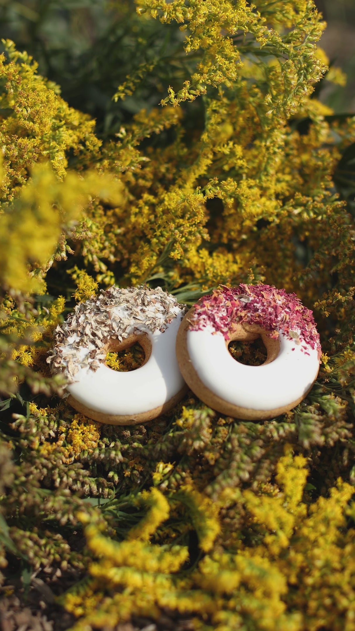 Ciambelle fiordaliso + rosa canina I Set di 2 ciambelle per cavalli con glassa ed erbe aromatiche