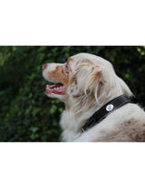 Collare in cuoio per cane Jump'in marrone